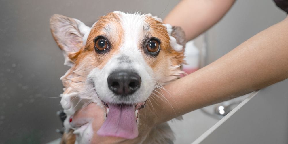 Dog getting a bath.