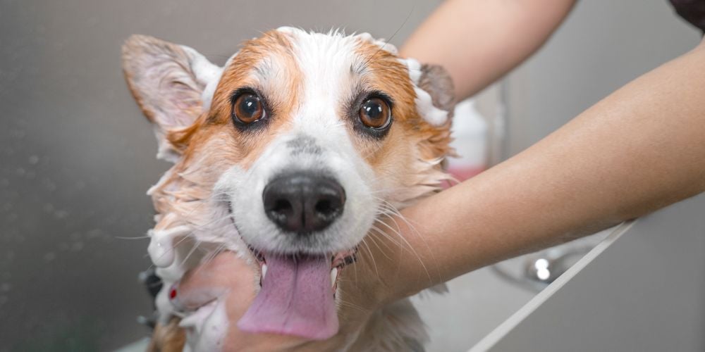 Dog getting a bath.